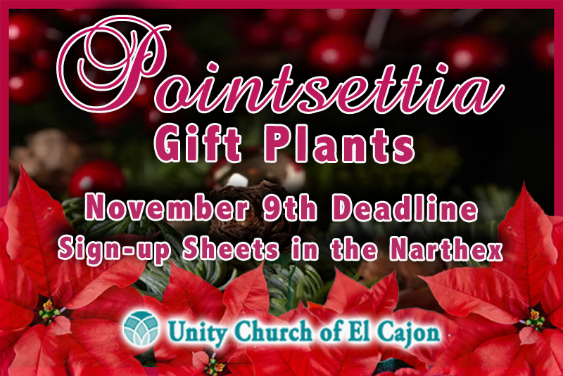 pointsettia gift plants
